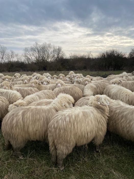 40 de oi de vânzare cu origine ,secțiunea principală .