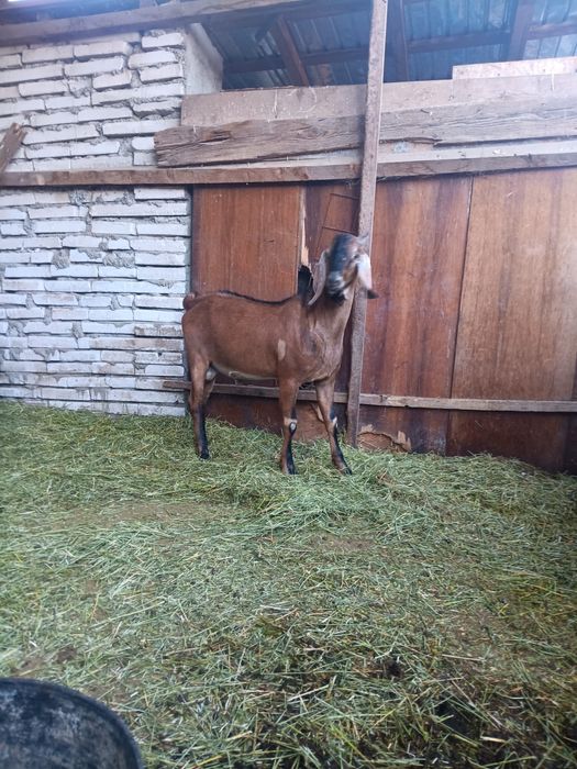 De vanzare capre si Țap