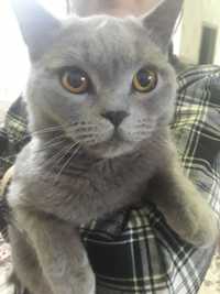 Scottish Fold mushuk sotiladi