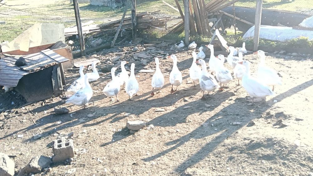 Vand gaste 16 bucati