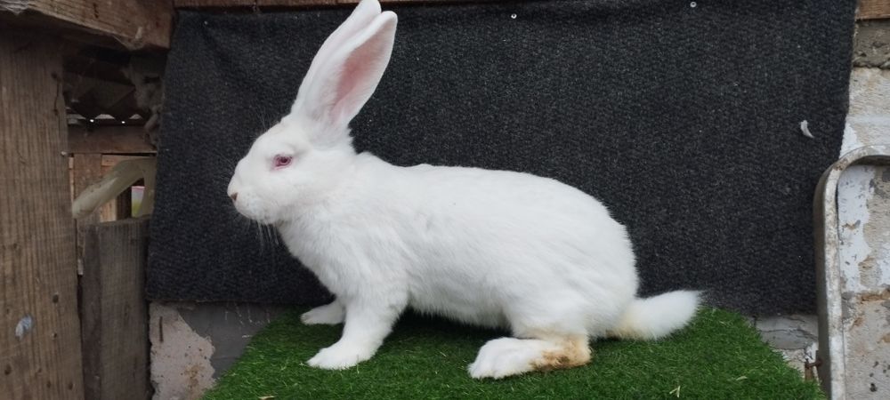 Mascul uriaș german alb