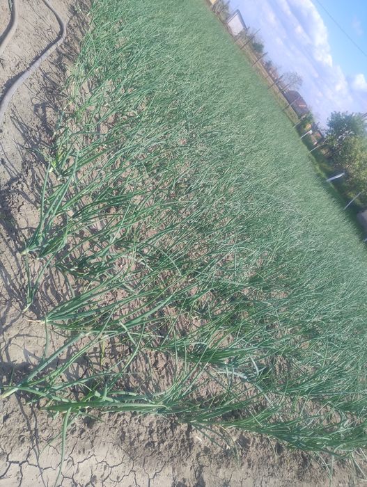 Vând ceapă verde 1,5 lei legătura