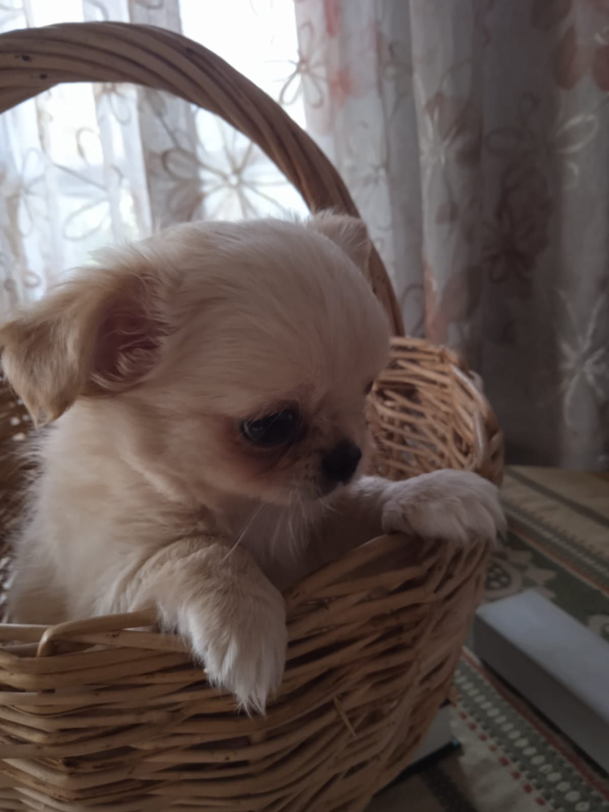 Продам щенков чихуахуа