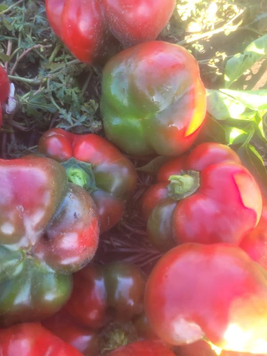 Vând gogoșar și kapia