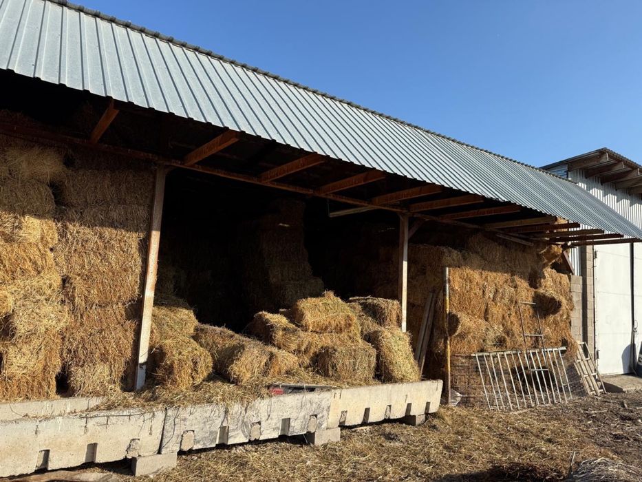 Люцерна в тюках 111