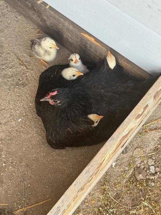 Малки Японски петлета