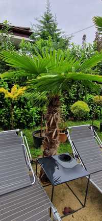Palmieri trachycarpus fortunei