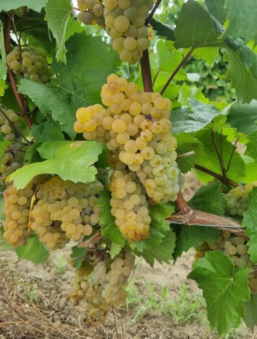 Struguri de vin (Feteasca,Merlot,Hamburg,Cabernet,Sovinion