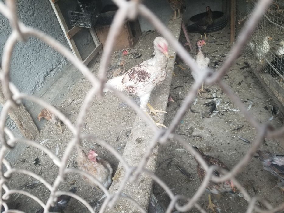 Srochni tovuklar xoroz dakan