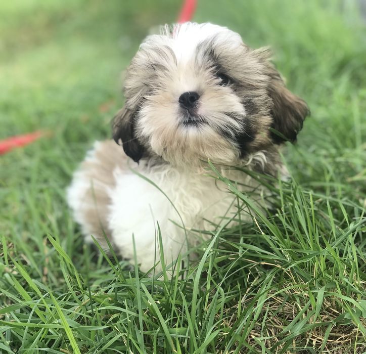 Шикарные Детки породы Ши-тцу!