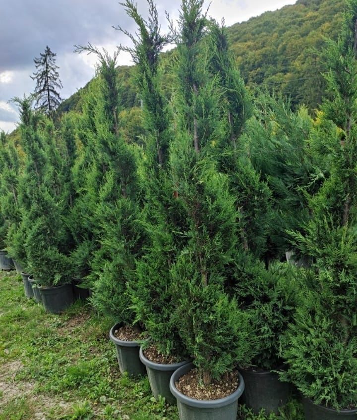 Vand tuia(thuja) leylandii