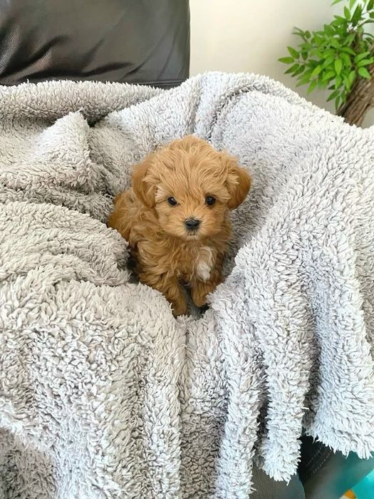 Maltipoo mini toy
