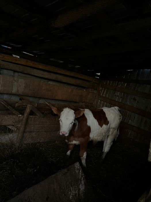 Vând vițel bălțat