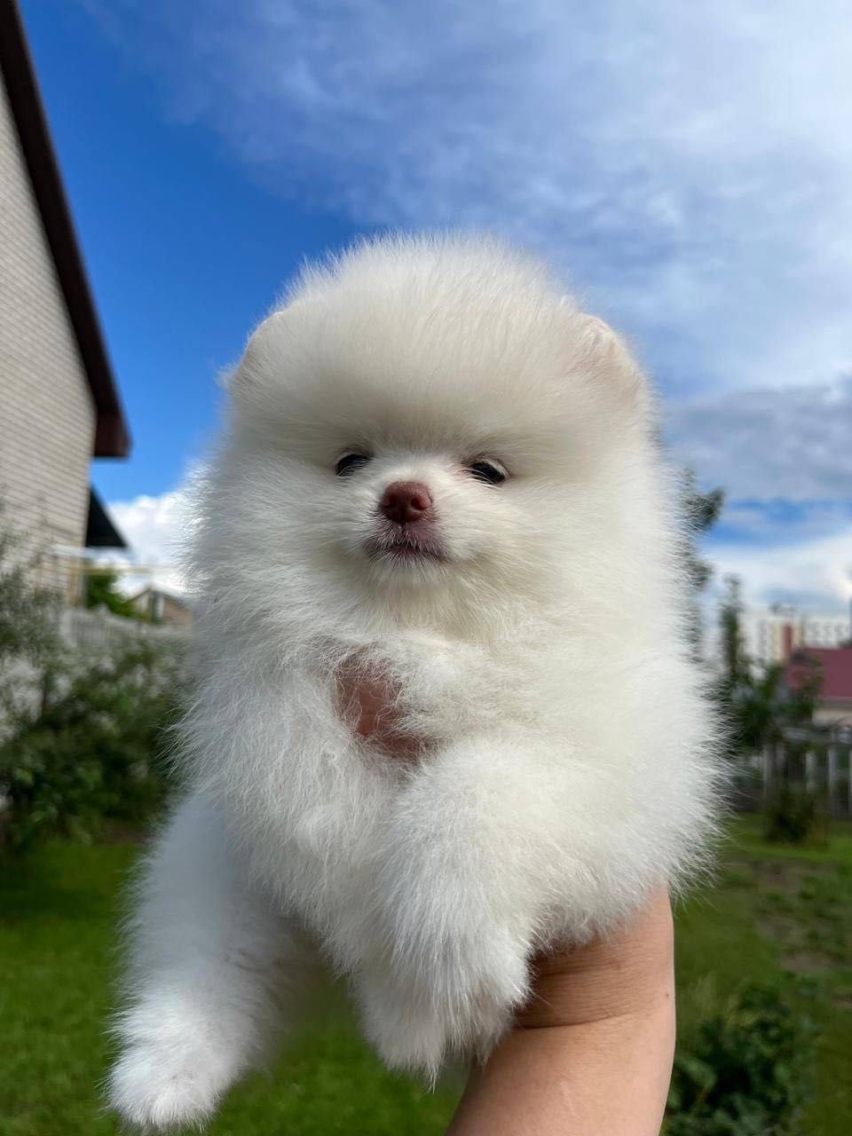 Baш нoвый пoклoннuк Померанский шпиц