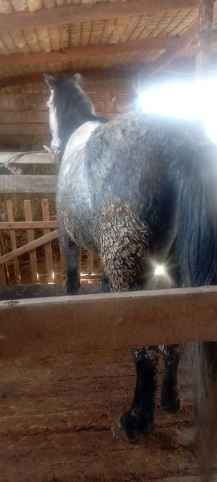 Продам Лошадь Срочно