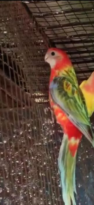 Попугай   Розелла