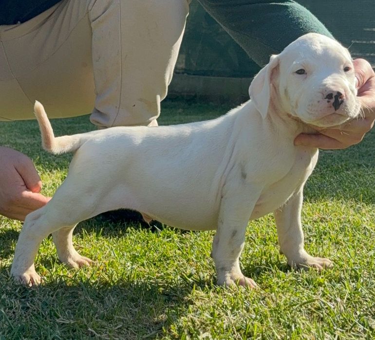 Dog Argentinian cu Pedigree