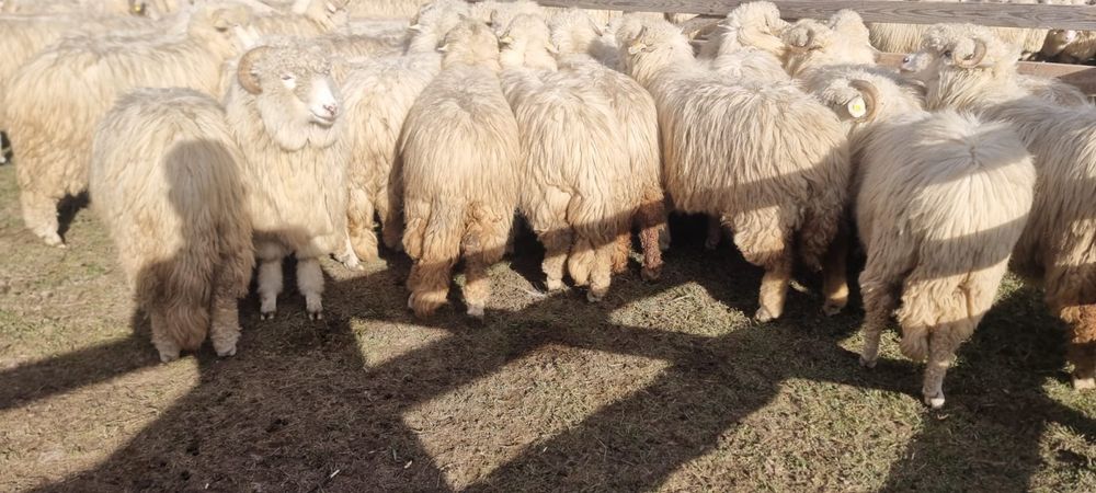 40 de oi bale tinere