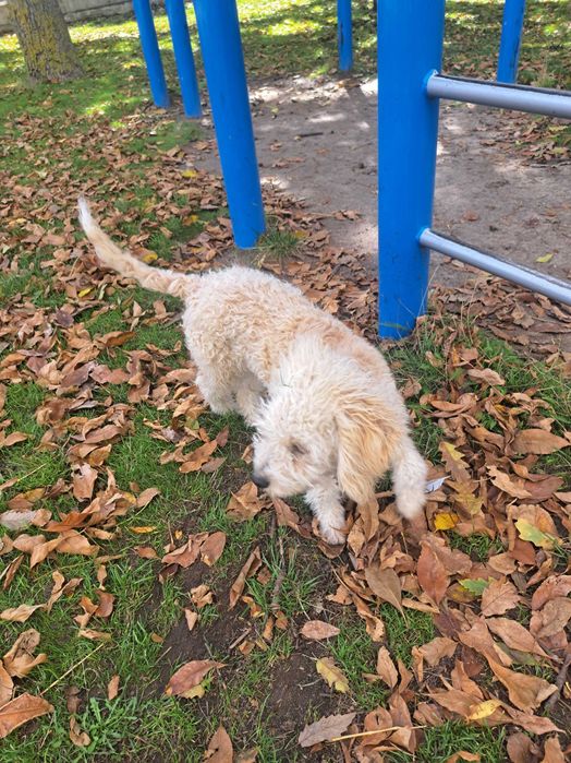 Продавам куче за трюфели