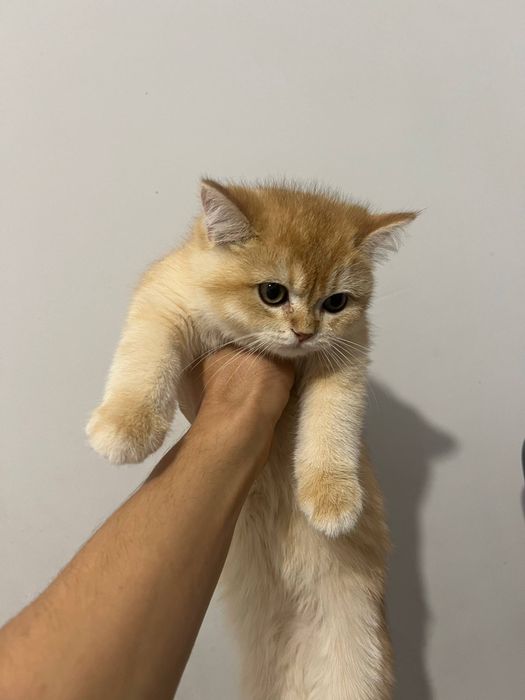 Золотая шиншила ну12