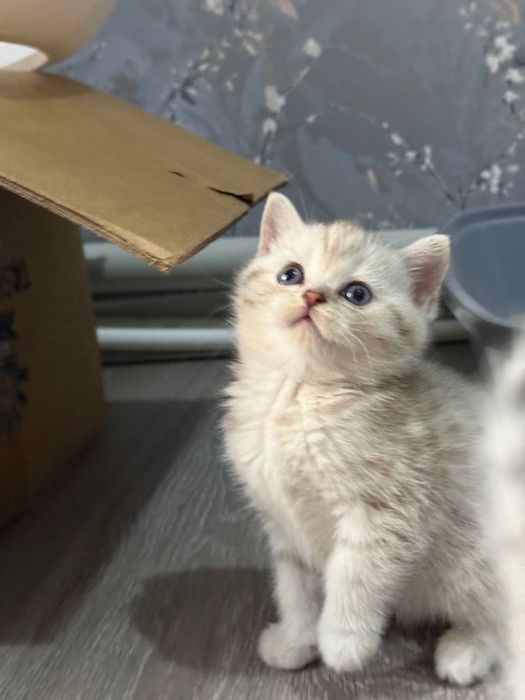 Шиншила котёнки