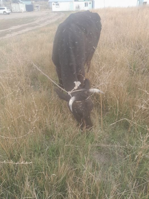 Сельхоз животные