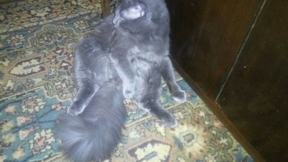 Кот Босс для вязки Нибелунг- утешитель, опытный, активный, и БЕЗ КОТЯТ