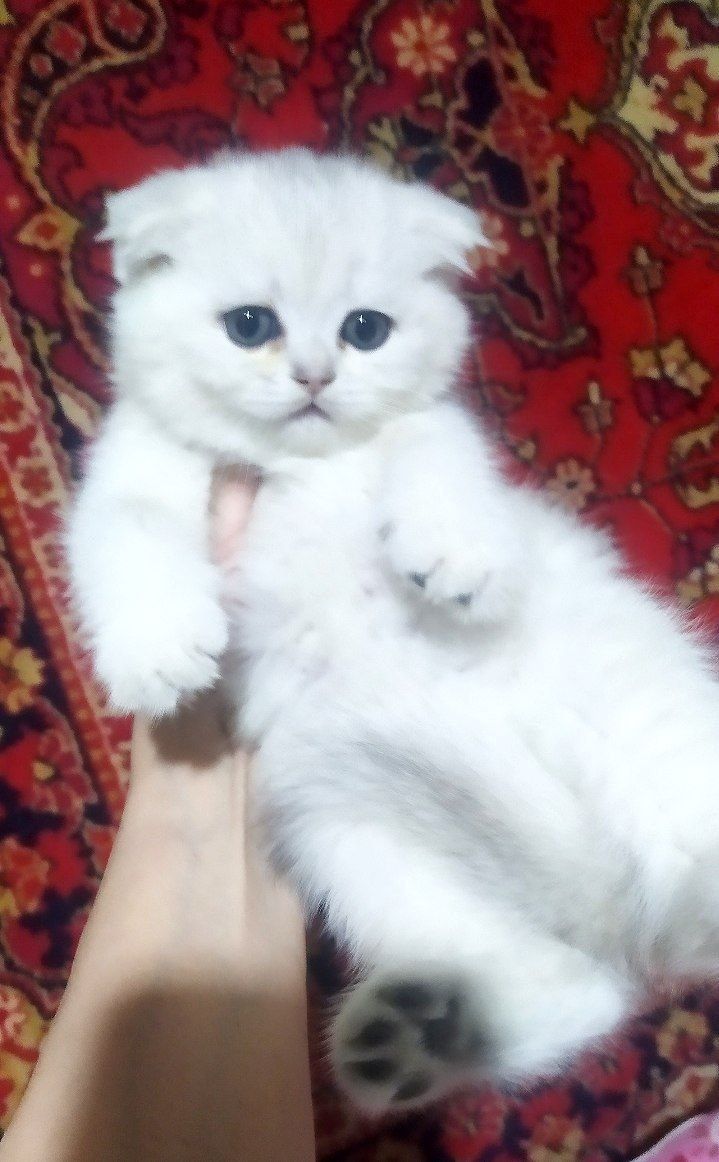 Шотландский скотч фолд к,изчала