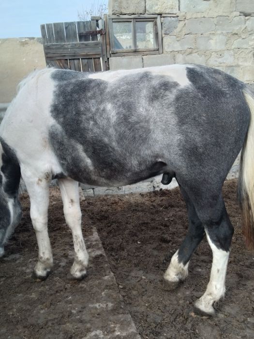 Продам на согым жирный тай