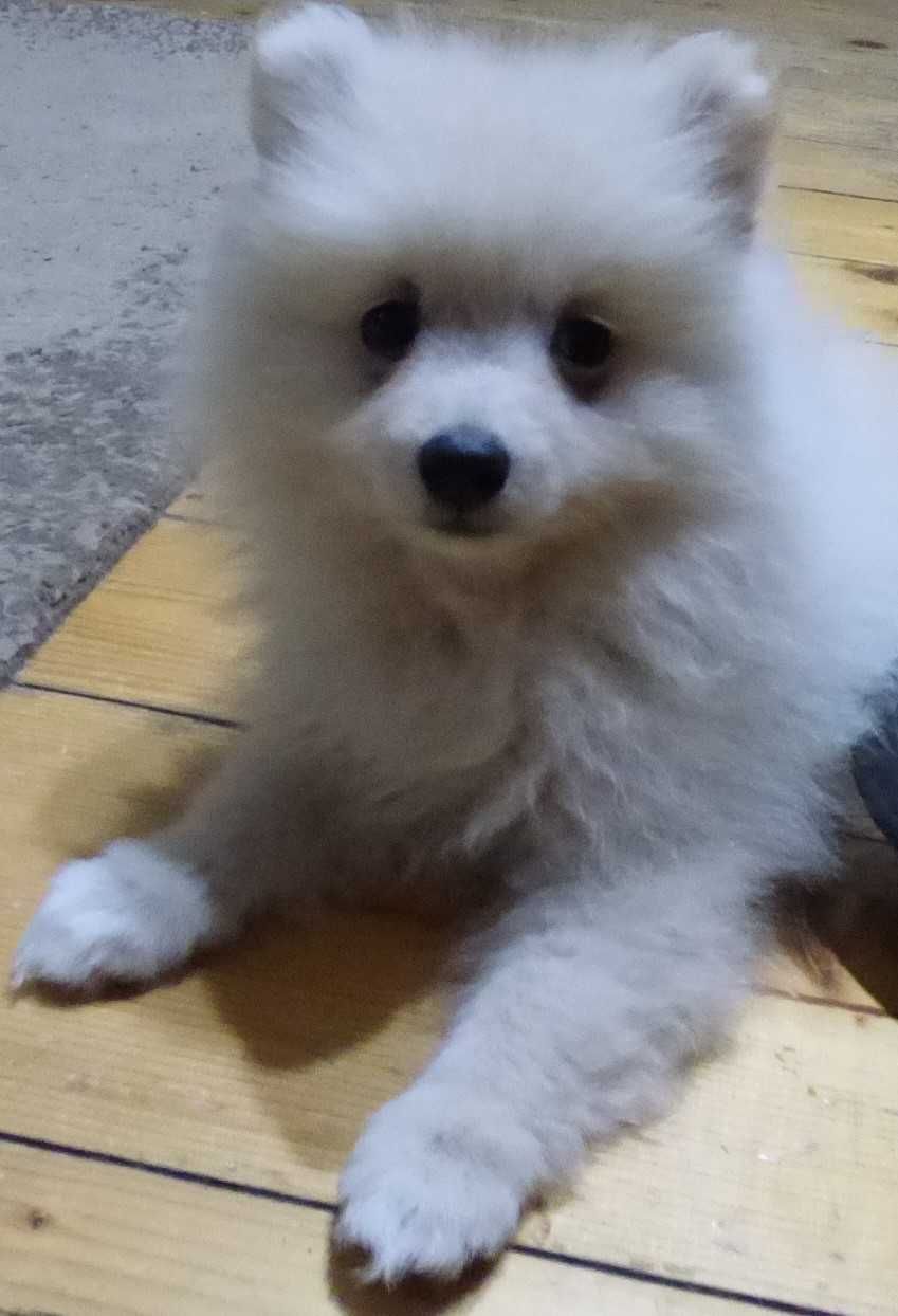 Pomeranian femela