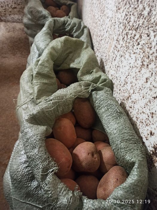 Продам картофель домашний