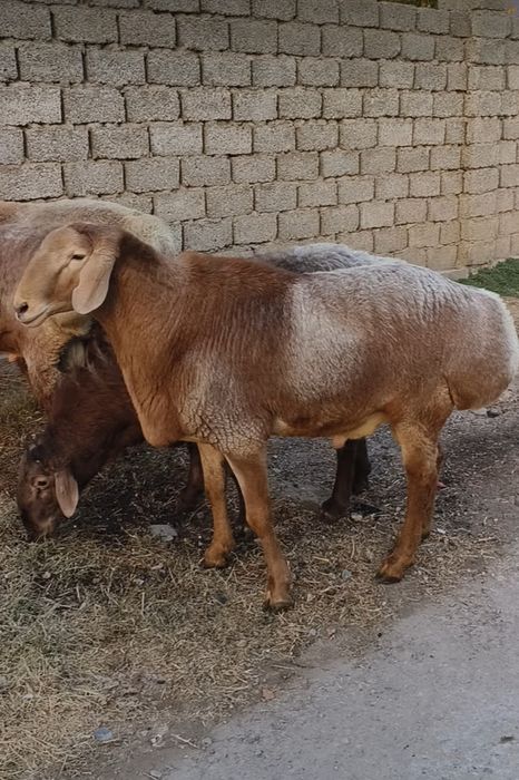 Арашан кочкорлар сотилади. Arashan qochkorlar sotiladi.