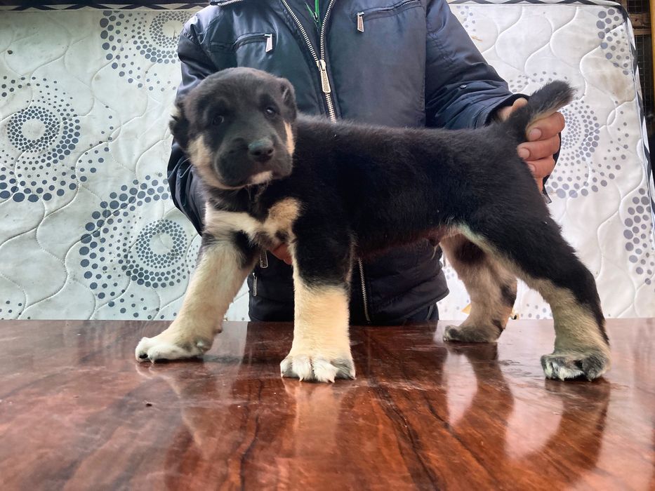 Щенок Туркменского Алабая ( Супер Гигант )