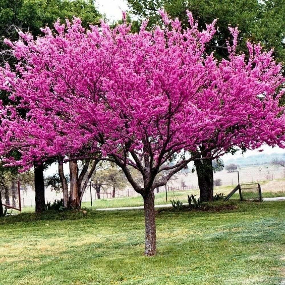 Cercis Canadensis (Arborele Iudei )