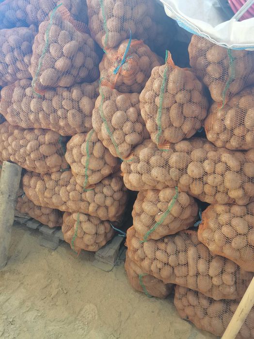 Cartofi consum și sămânță