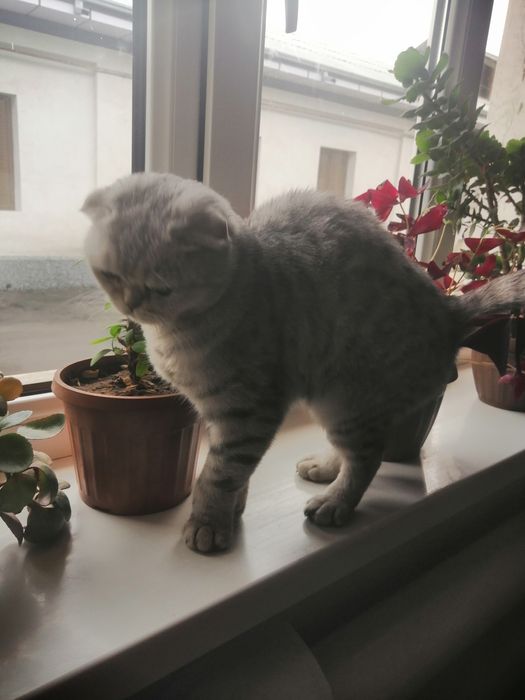 Мушук сотилади шиншила фолд бугун олганга арзон клиб берилади пул зару