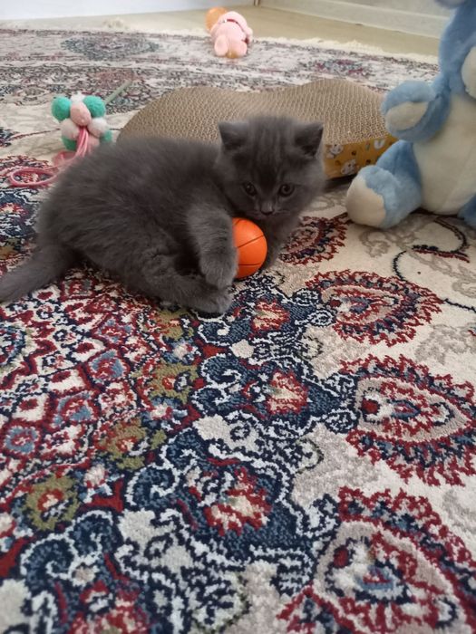 Продаются котята британской породы