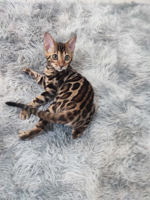 Mascul bengal cu pedigree