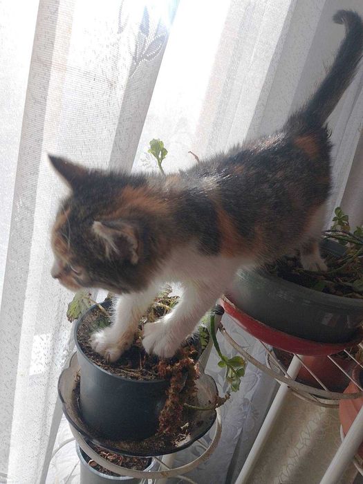 Четири котешки момиченца търсят дом и любящи стопани