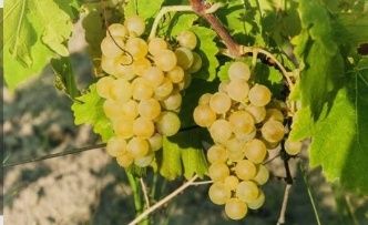 Struguri de vin producție 2025 calitate 1