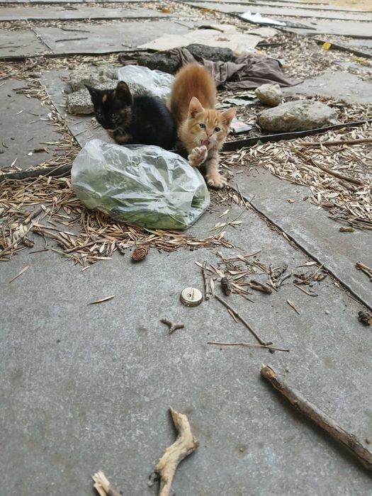 Котенца за осиновяване