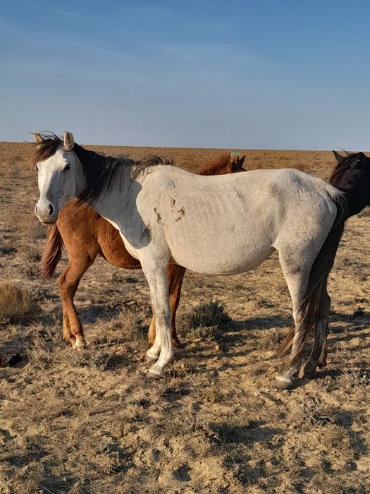 Буаз бие жабағысымен сатылады
