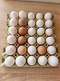 Пресни Домашни Яйца