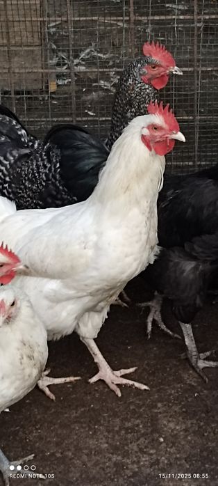 Gâște și cocosi Australorp  din 2025  iunie