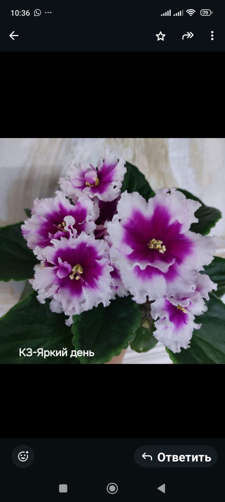 Фиалка сортовая листочки