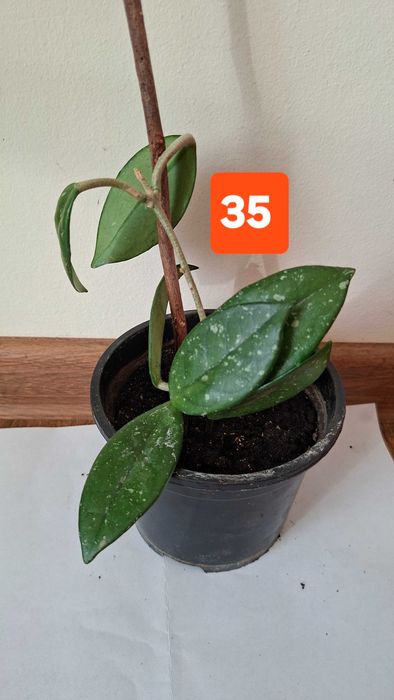 hoya carnosa,lacrima maicii domnului, floare de ceara