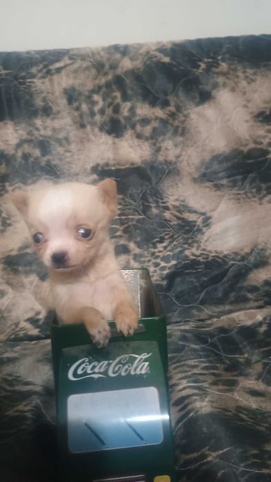 Свободно момче чихуахуа