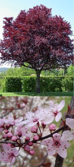 Prunus Nigra(Corcodus Rosu)