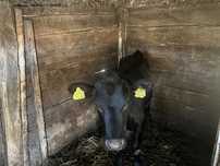 Vitea Black Angus
