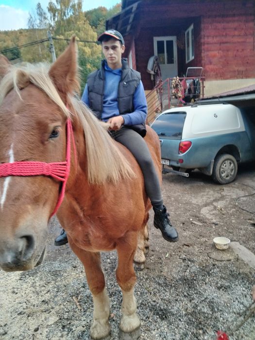 Vând mânză de un an și patru luni